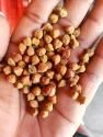 chickpeas brown desi chana category - Shop online